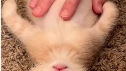 Bro is relaxed#video#funny#viral#cute#motivational#pleasesupport