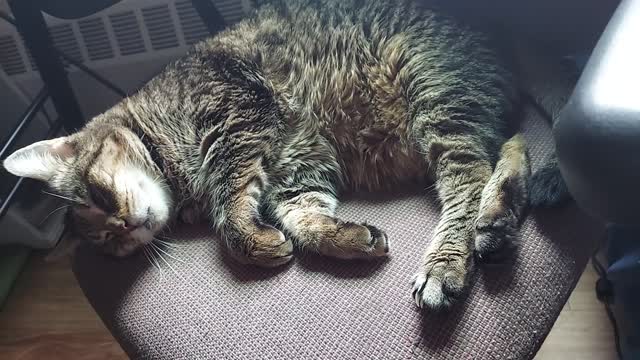 Twitching Kitty