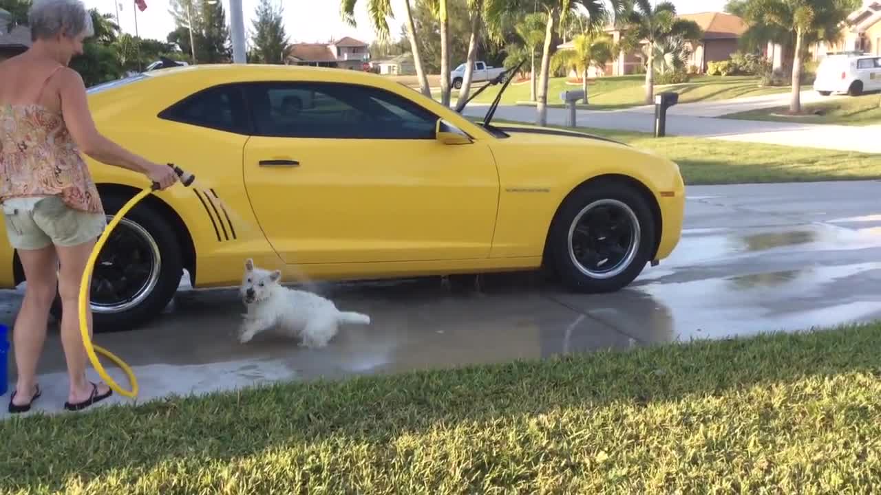 Westie amante del agua baila en busca de más