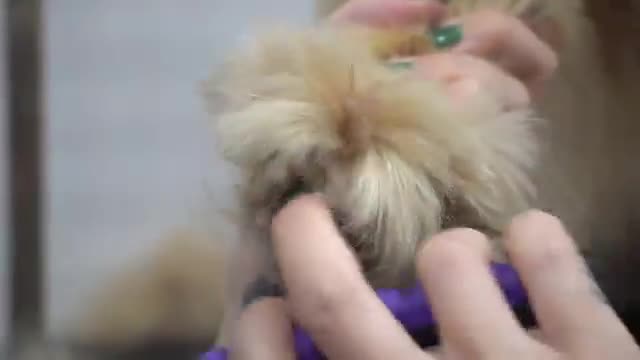 How to de-skunk your dog | Golden Retriever & a puppy