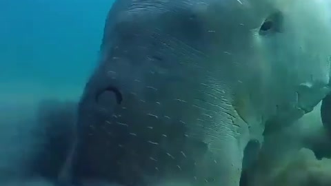 This is a beautiful and charming water-dwelling species