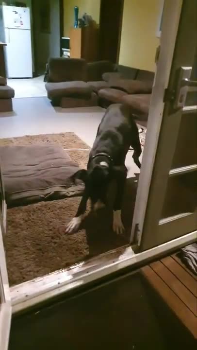 great dane says hallo