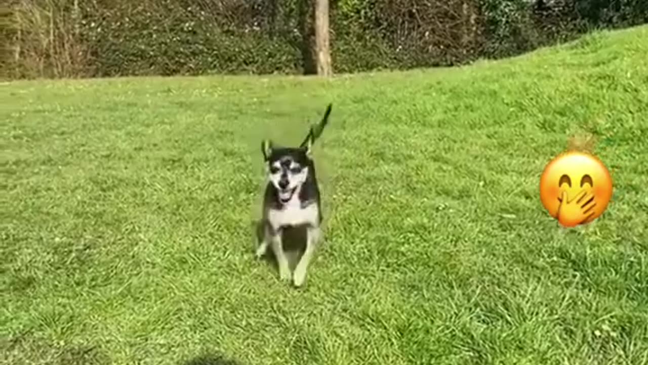 Funny animals