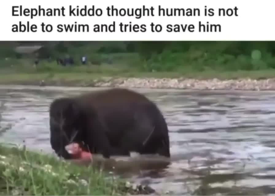 Cute Elephant Tries to Save Swimming Man