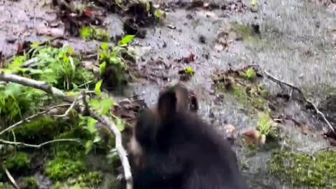Cute bear slides down