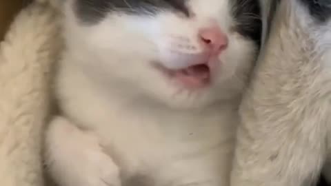 Captain this ♥️ | cat | kitten | kitty | pet | paws | funny pets