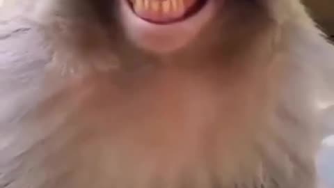 Funny Monkey