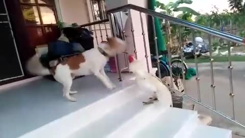 Dog and frog fight