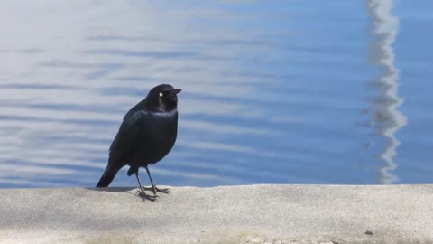 Black Bird Chirping Free stock footage