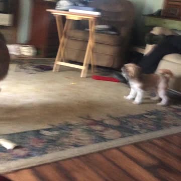 Classic dogs playing