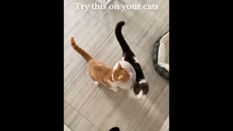 Funny cats