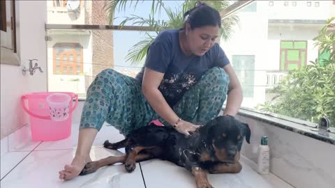 Dog Bath | When your mom love your dog more than you | Dog Lovers 2021