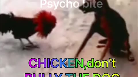 Chicken don’t bully the dog