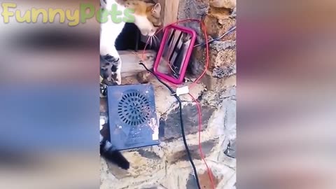 Funniest Dog and Cat 2023