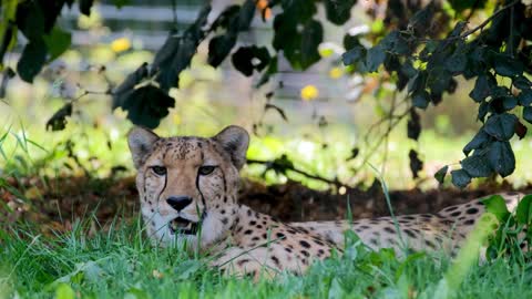 Beautiful animals 4k hd video of cheetah