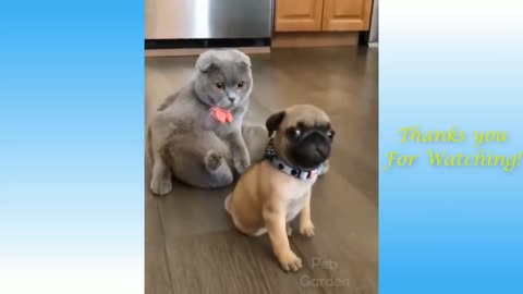 Funny Dog Videos