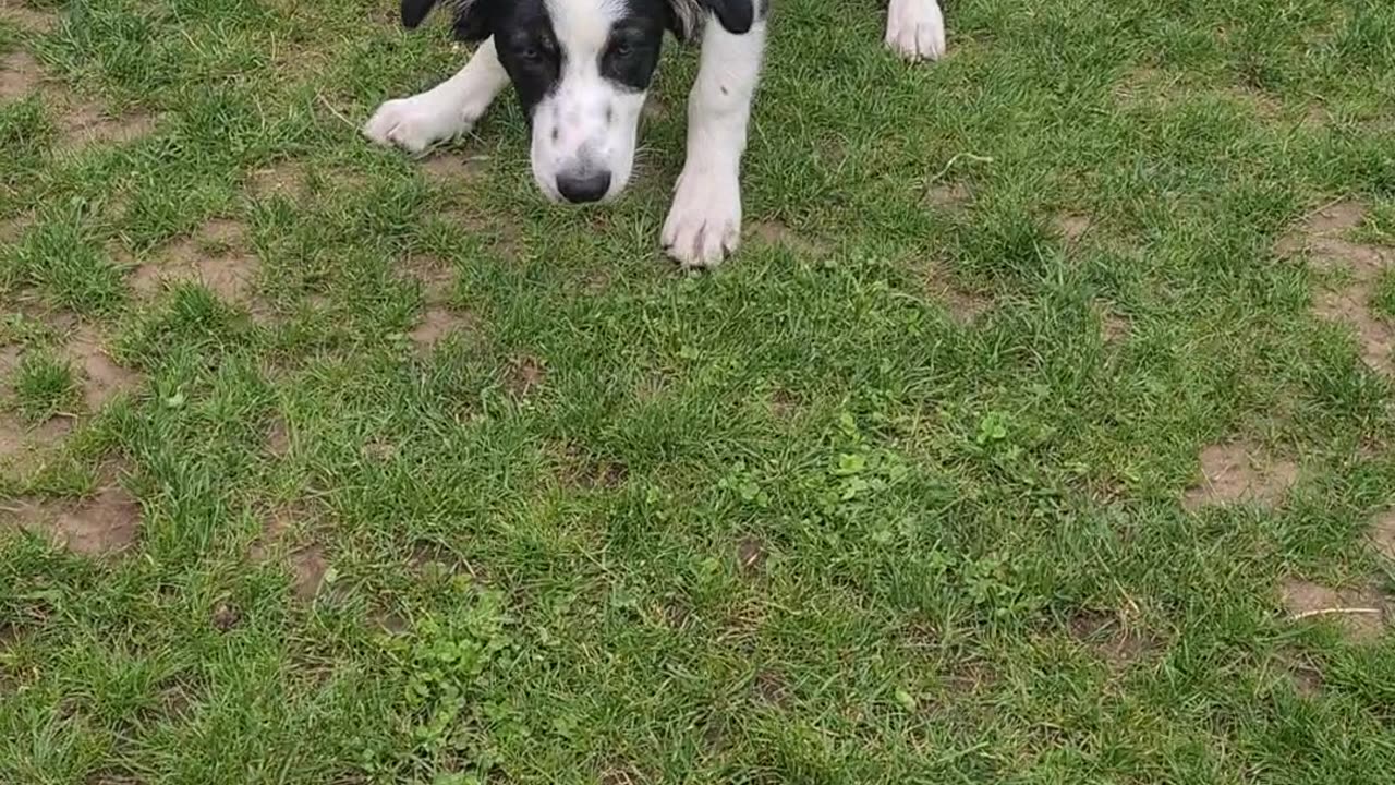 Mylo playing football