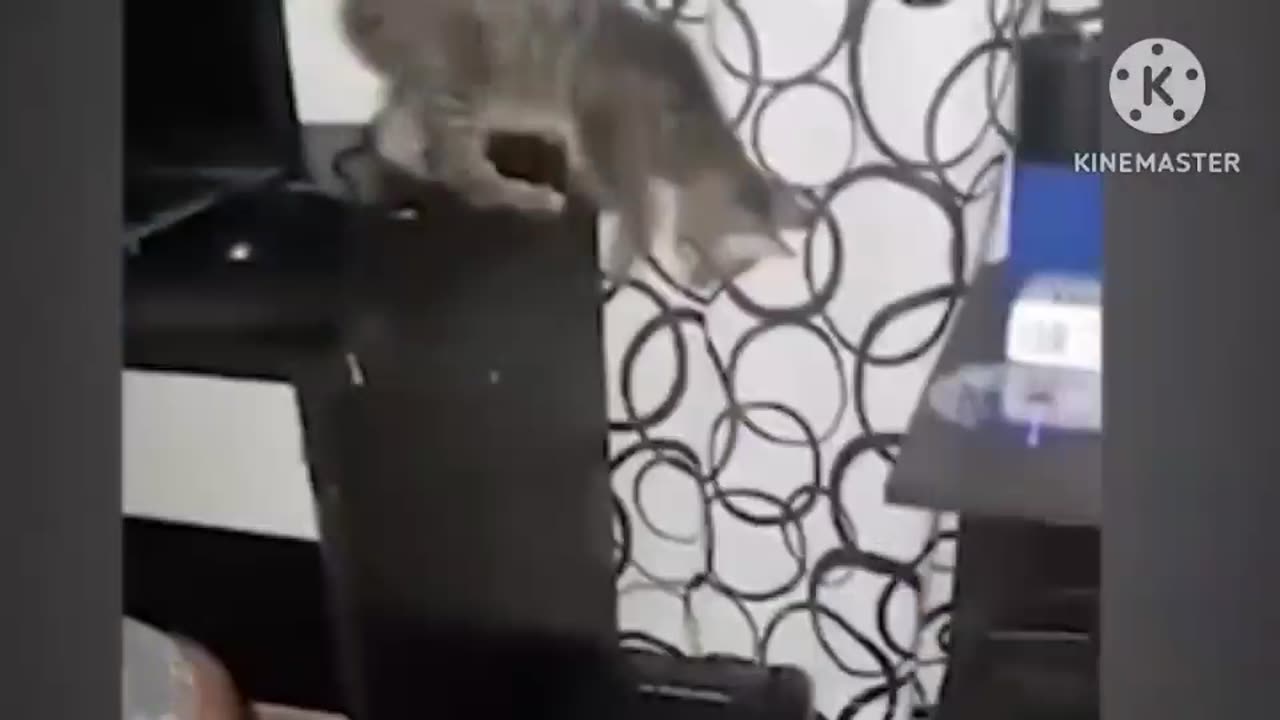 All animal are so cute