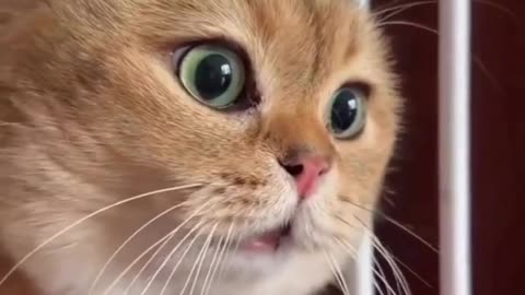 Cats Meowing #funny #cats #kitten