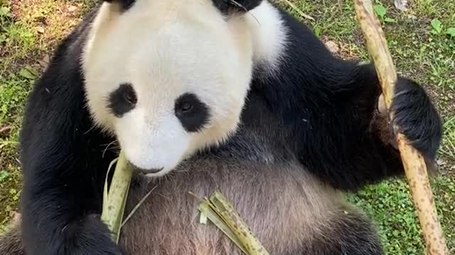 panda