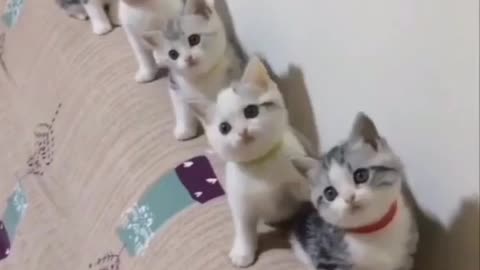 Kitten dance