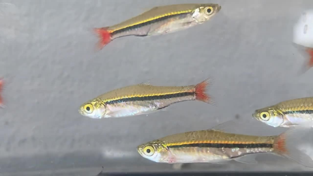 Blackline Rasbora fish