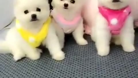 Lovely Baby Dog, Cute dog😹 Funny Animals Compilation #Shorts