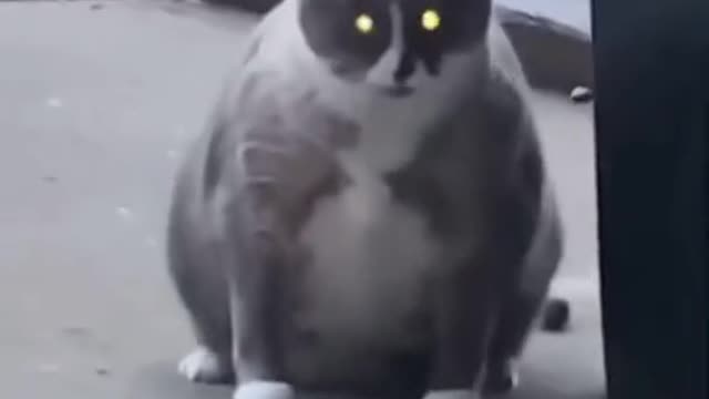 Cat funny video