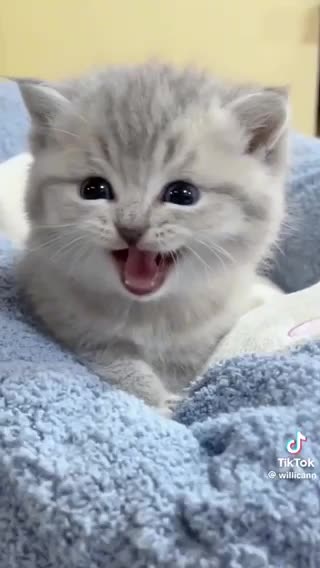 Funny video kitten meow meow waaaa was