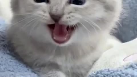 Funny video kitten meow meow waaaa was