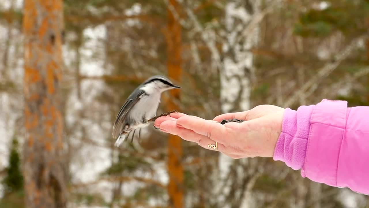 A bird on the prowl