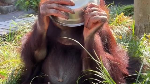 Long-haired chimpanzees