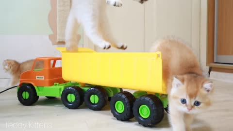 Too Cute Compilation: Test Drive from Kittens