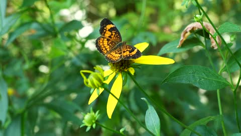 Moth in the Field