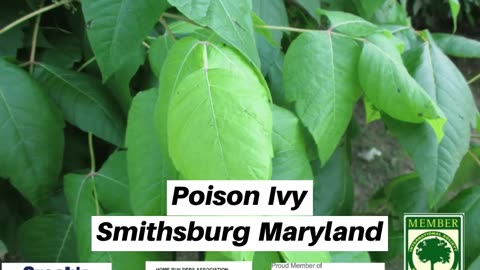 Poison Ivy Smithsburg Maryland