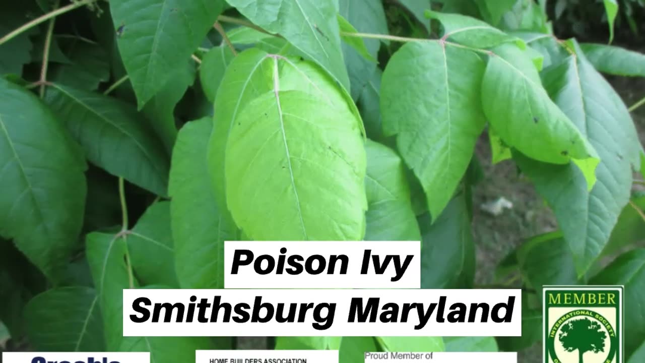 Poison Ivy Smithsburg Maryland