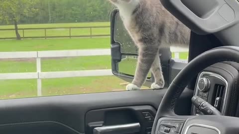 Cat On Car Top FUNNY Cat Video || viral Video