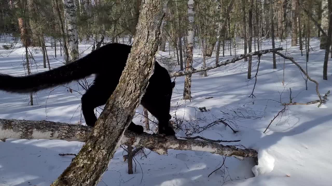 Panther & Rottweiler. Funny moments from the walk