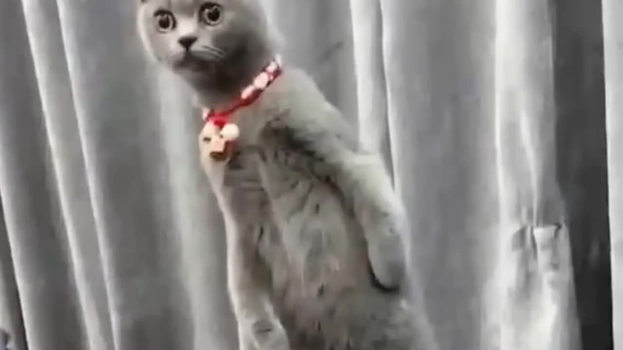 Funny animals video #cats &#dogs🤣🤣