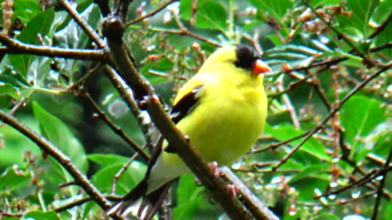 American Goldfinch