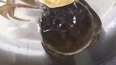 Two crabs.