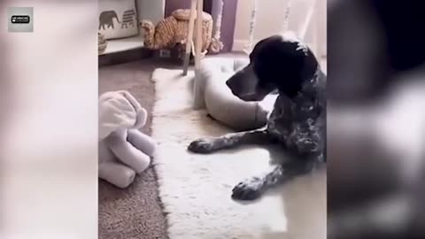 Welcome to the Best Funny Animal Videos of 2024! Dogs and cat's thats will make you laugh