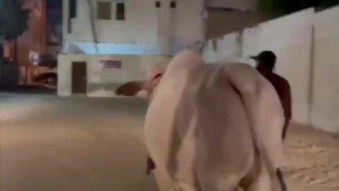 Dangerous cow😱