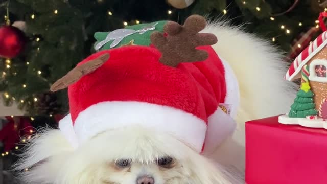Dog in a Christmas atmosphere