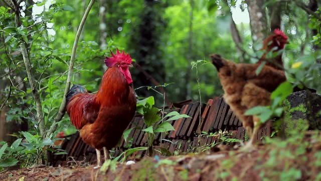 rooster and hen mating time