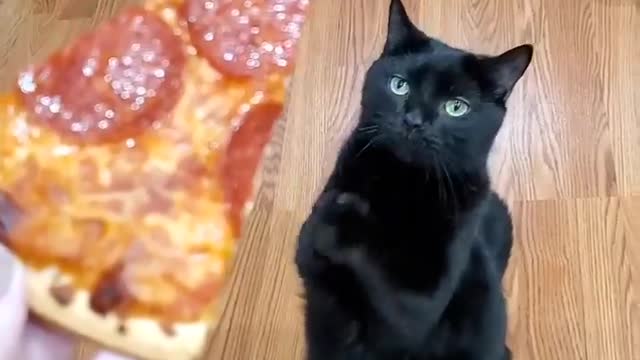 Cat who loves margherita pizza | Funniest cat | Try to not laugh