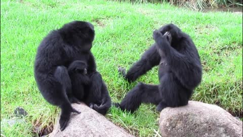 Monkey Siamang Apes