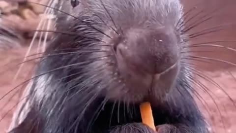 It’s a baby porcupine I believe 🥰