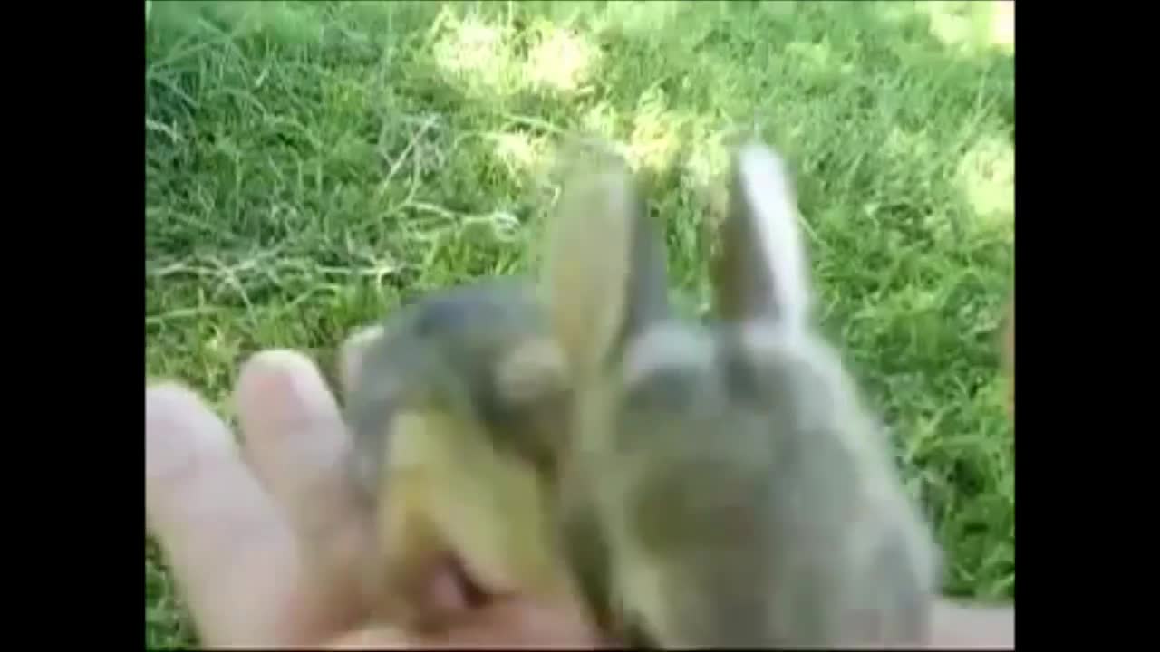 Baby Bunny Rabbits Binky - CUTEST Compilation