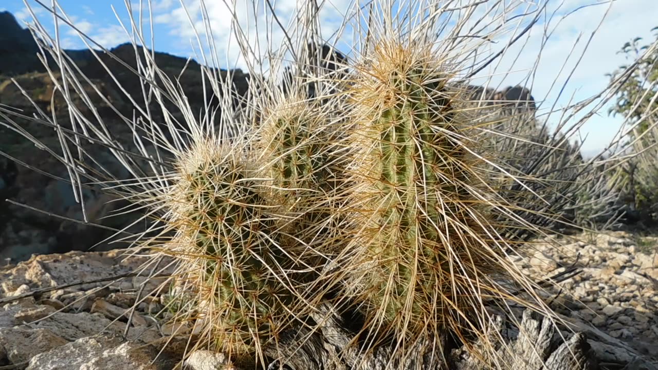 Super-Spiney Hedgehog Cactus